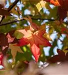 Amerikanischer Amberbaum - Liquidambar styraciflua - Formgehölze