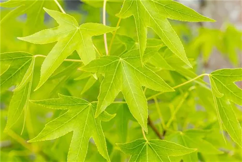 Amberbaum 'Worplesdon' - Liquidambar styraciflua 'Worplesdon' - Ziergehölze