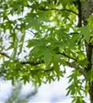 Amberbaum 'Worplesdon' - Liquidambar styraciflua 'Worplesdon' - Ziergehölze