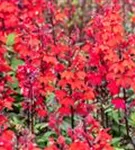 Leuchtende Lobelie - Lobelia cardinalis