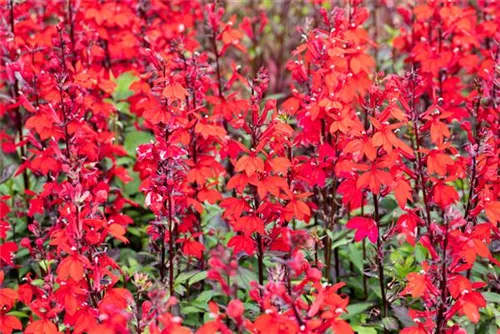 Leuchtende Lobelie - Lobelia cardinalis