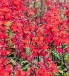 Leuchtende Lobelie - Lobelia cardinalis