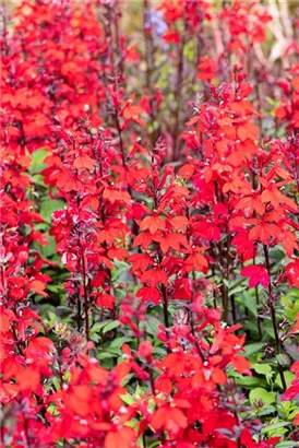 Leuchtende Lobelie - Lobelia cardinalis