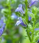 Garten-Lobelie - Lobelia siphilitica 'Blaue Auslese'