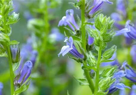 Lobelia siphilitica 'Blaue Auslese' - Garten-Lobelie