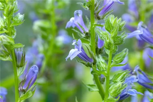 Garten-Lobelie - Lobelia siphilitica 'Blaue Auslese'