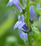 Garten-Lobelie - Lobelia siphilitica 'Blaue Auslese'