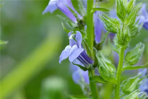 Garten-Lobelie - Lobelia siphilitica 'Blaue Auslese'