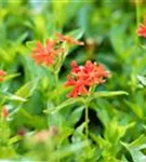 Brennende Liebe - Lychnis chalcedonica