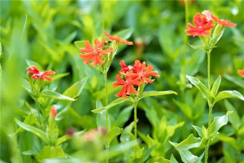 Brennende Liebe - Lychnis chalcedonica