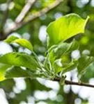 Apfel 'Gravensteiner' mittel - Malus 'Gravensteiner' CAC - Baum