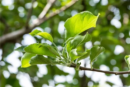 Apfel 'Gravensteiner' mittel - Malus 'Gravensteiner' CAC - Baum