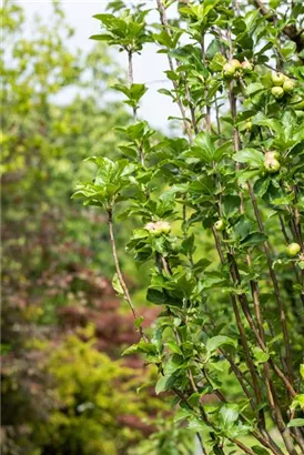 Apfel 'James Grieve' mittel - Malus 'James Grieve' CAC