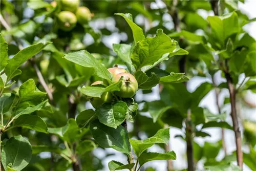 Apfel 'James Grieve' mittel - Malus 'James Grieve' CAC