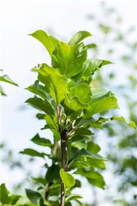 Apfel 'James Grieve' mittel - Malus 'James Grieve' CAC