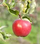 Apfel 'Jonagold' mittel - Malus 'Jonagold' CAC