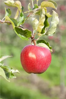 Apfel 'Jonagold' mittel - Malus 'Jonagold' CAC