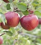 Apfel 'Jonagold' mittel - Malus 'Jonagold' CAC