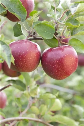 Apfel 'Jonagold' mittel - Malus 'Jonagold' CAC