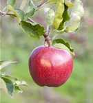 Apfel 'Jonagold' mittel - Malus 'Jonagold' CAC