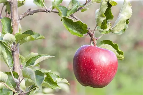 Apfel 'Jonagold' mittel - Malus 'Jonagold' CAC