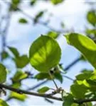 Apfel 'Roter Boskoop' spät - Malus 'Roter Boskoop' CAC - Formgehölze