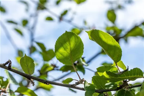 Apfel 'Roter Boskoop' spät - Malus 'Roter Boskoop' CAC - Formgehölze