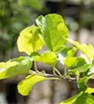 Apfel 'Roter Boskoop' spät - Malus 'Roter Boskoop' CAC - Formgehölze