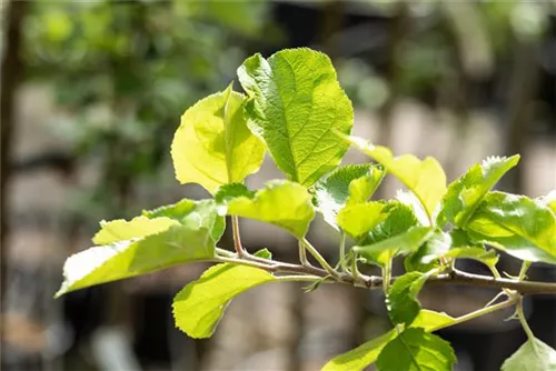 Apfel 'Roter Boskoop' spät - Malus 'Roter Boskoop' CAC - Formgehölze