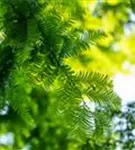 Chinesisches Rotholz - Metasequoia glyptostroboides - Heckenelemente