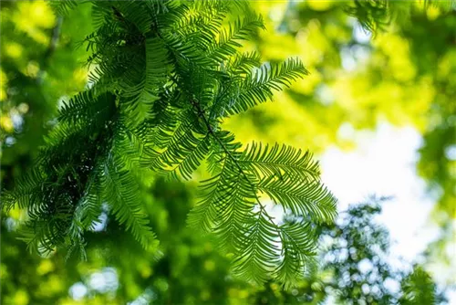 Chinesisches Rotholz - Metasequoia glyptostroboides - Heckenelemente