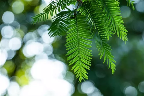 Chinesisches Rotholz - Metasequoia glyptostroboides - Heckenelemente