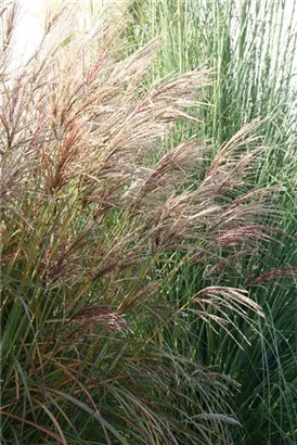 Garten-Chinaschilf, Garten-Landschilf - Miscanthus sinensis 'Ferner Osten'