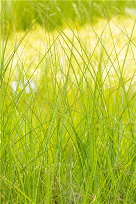 Garten-Chinaschilf, Garten-Landschilf - Miscanthus sinensis 'Gracillimus'