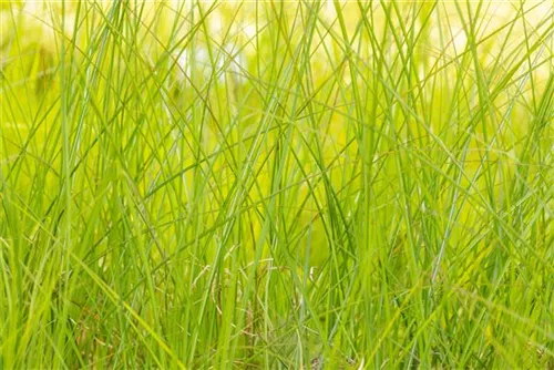 Garten-Chinaschilf, Garten-Landschilf - Miscanthus sinensis 'Gracillimus'