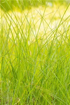 Garten-Chinaschilf, Garten-Landschilf - Miscanthus sinensis 'Gracillimus'