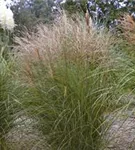 Garten-Chinaschilf, Garten-Landschilf - Miscanthus sinensis 'Kleine Silberspinne'