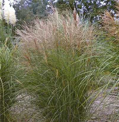 Garten-Chinaschilf, Garten-Landschilf - Miscanthus sinensis 'Kleine Silberspinne'