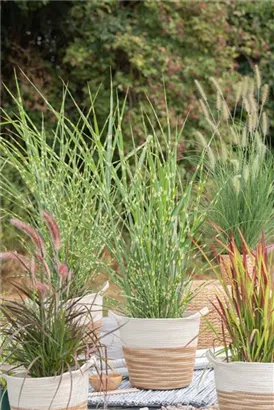 Steifer Garten-Zebraschilf - Miscanthus sinensis 'Strictus'