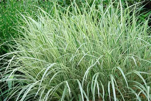 Weißgestreifter Garten-Chinaschilf - Miscanthus sinensis 'Variegatus'