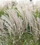 Halbhoher-Garten-Chinaschilf - Miscanthus sinensis 'Yakushima Dwarf'