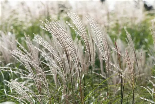 Halbhoher-Garten-Chinaschilf - Miscanthus sinensis 'Yakushima Dwarf'