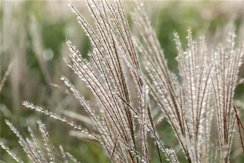 Halbhoher-Garten-Chinaschilf - Miscanthus sinensis 'Yakushima Dwarf'