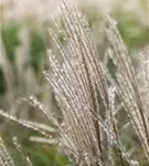 Halbhoher-Garten-Chinaschilf - Miscanthus sinensis 'Yakushima Dwarf'