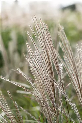 Halbhoher-Garten-Chinaschilf - Miscanthus sinensis 'Yakushima Dwarf'