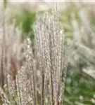 Halbhoher-Garten-Chinaschilf - Miscanthus sinensis 'Yakushima Dwarf'