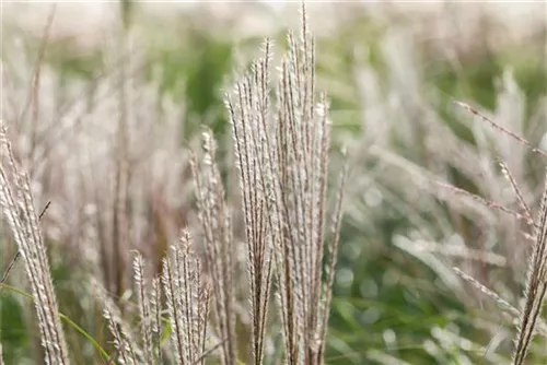 Halbhoher-Garten-Chinaschilf - Miscanthus sinensis 'Yakushima Dwarf'