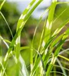 Überhängender Garten-Zebraschilf - Miscanthus sinensis 'Zebrinus'