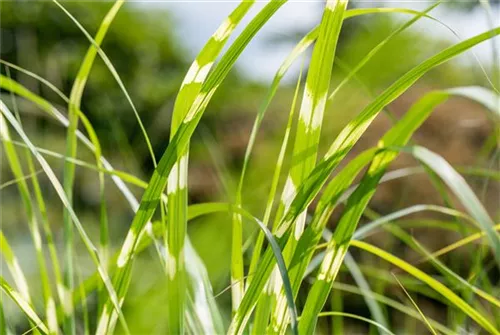 Überhängender Garten-Zebraschilf - Miscanthus sinensis 'Zebrinus'