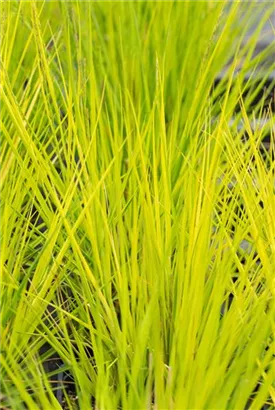 Kleines Garten-Pfeifengras - Molinia caerulea 'Heidebraut'